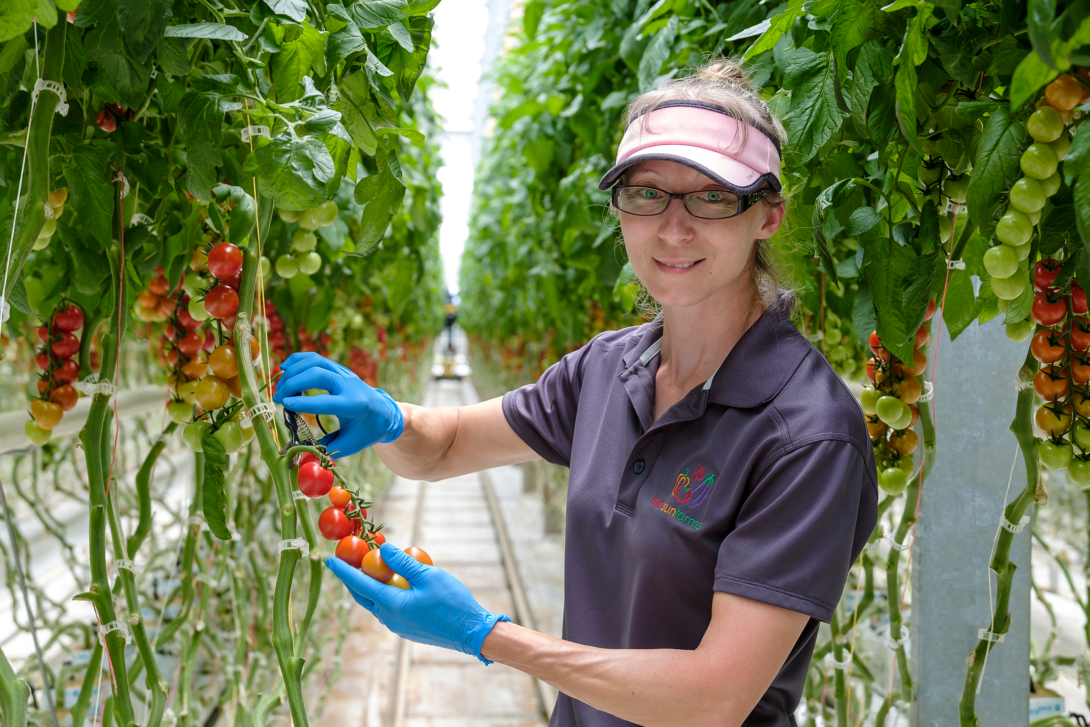 Red Sun Farms