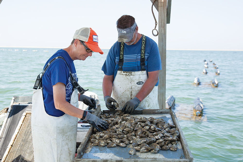 Tangier Island Oyster Co.