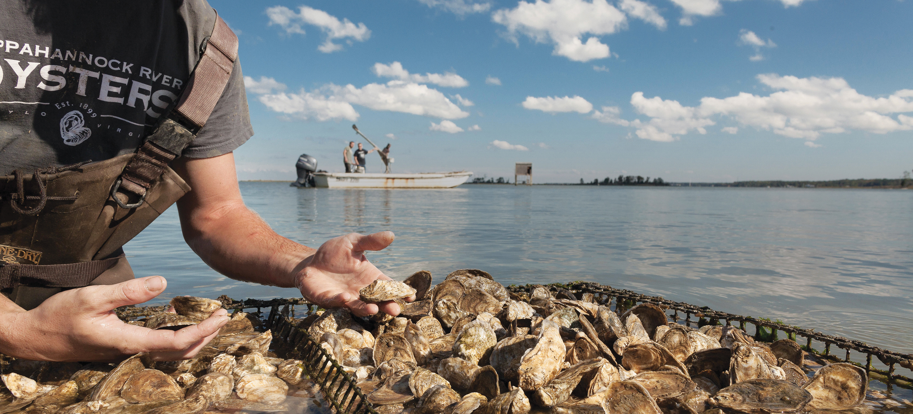 Rappahannock Oyster Co._Middlesex County_Middle Peninsula_Homepage