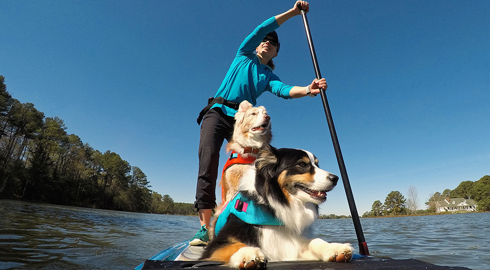 Woman Paddle boarding With Two Dogs