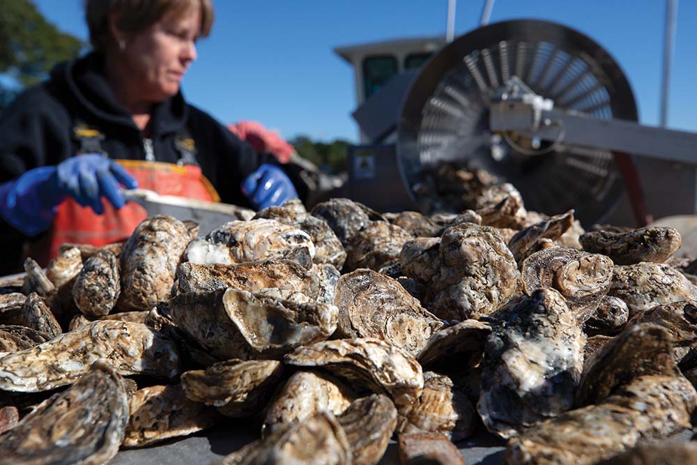 Person Shucking Oysters