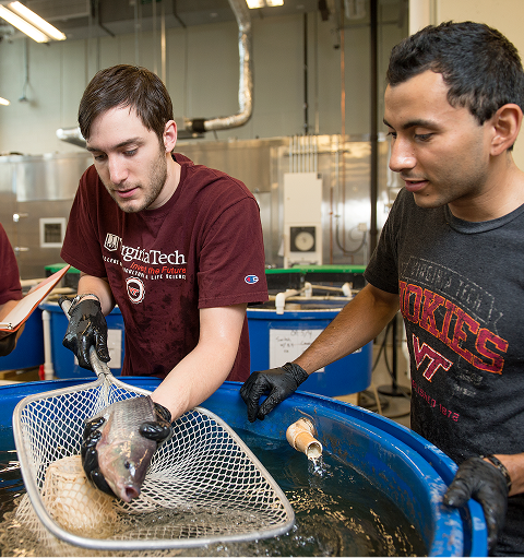 Virginia Tech students
