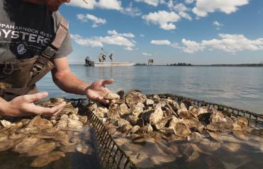 Rappahannock Oyster Co. Middlesex County