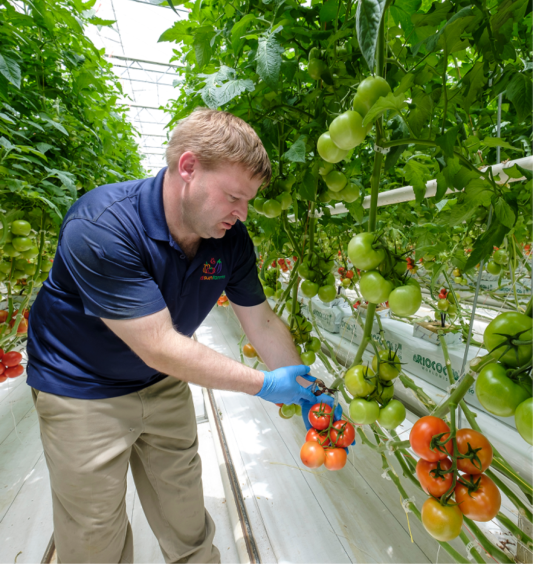 Red Sun Farms worker
