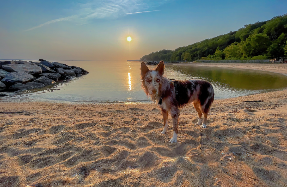 Dog on the beach in Westmoreland State Park 